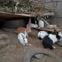 خرگوش بزرگ  و کوچک