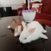 خرگوش نیمه لوپ