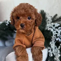 سگ توی پودل توله dog toy poodle رد و دارک رد