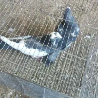 کفترپرشی|پرنده|نوده انقلاب, |دیوار