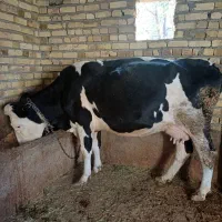 یک عدد گاوشیری|حیوانات مزرعه|قیدار, |دیوار