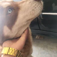 سگ هاسکی ماده