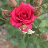 خریدار وام ازدواج