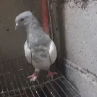 کبوتر|پرنده|تبریز, |دیوار