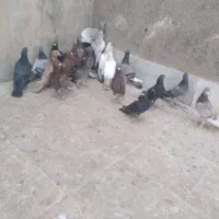 آلمانی بوم|پرنده|مشهد, رده|دیوار