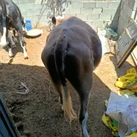 باعرض سلام خسته نباشین کود گاوی رایگان