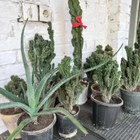 کاکتوس صخره‌ای|گل و گیاه طبیعی|اهواز, آسیاباد|دیوار