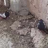 کبوتر