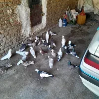 کبوتر