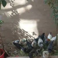 فروش جوجه محلی