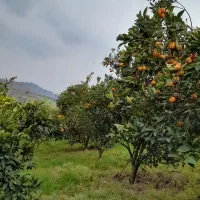 فروش-باغ-چسبیده-به-بافت