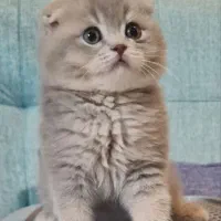 گربه اسکاتیش و بریتیش