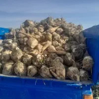 جوین h جوین فروش  چغندر قند