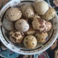 بلدرچین به شرط تخم گذاری|حیوانات مزرعه|یاسوج, |دیوار