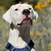 دوگو آرژانتینو