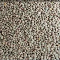 عدس رباط درجه یک
