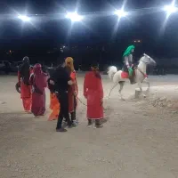 اسب مادیون|اسب و تجهیزات اسب‌سواری|پادنا, |دیوار