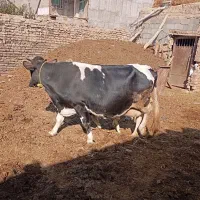 گاو شیری با گوساله نر|حیوانات مزرعه|هریس, |دیوار