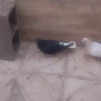 کبوتر کله دمبی و سفید و دم سفید وطوقی و...|پرنده|شیراز, زیباشهر|دیوار