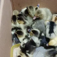 جوجه اردک روسی و جوجه غاز|حیوانات مزرعه|زرگرشهر, |دیوار