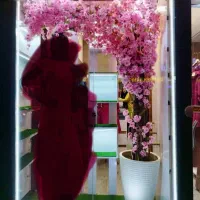 درختچه گل تریینی