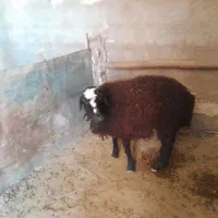 چهار عدد بره ۴۰ کیلو