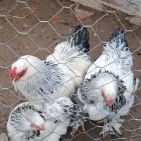 تخم مرغ برهما