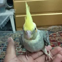 عروس هلندی|پرنده|یزد, |دیوار