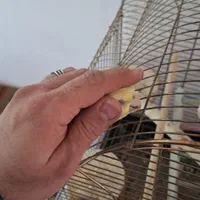 ۲ عدد عروس هلندی فول دستی|پرنده|قم, باجک یک|دیوار