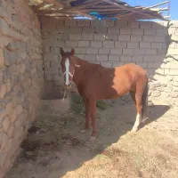 مادیون|اسب و تجهیزات اسبسواری|اسفراین, |دیوار