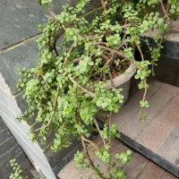 گل بنسای|گل و گیاه طبیعی|چهاردانگه (تهران), |دیوار