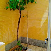واحد یه خواب فول امکانات مبله