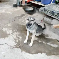 سگ ماده دلبر|سگ|رشت, ترمینال|دیوار