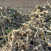 فروش چوب مرکبات(پرتقال)|خدمات باغبانی و درختکاری|فسا, |دیوار