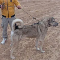سگ گم شد|حیوانات|گل تپه, |دیوار