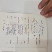 سگ پامر|سگ|مسجد سلیمان, |دیوار