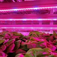 لامپ رشد گیاه