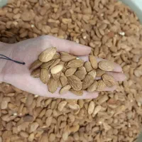 تغذیه بادام زرین ایرانی بدون تلخ|خوردنی و آشامیدنی|قم, شهرک امام حسن|دیوار