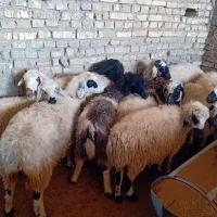 میش آبستن سبک و سنگین