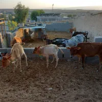 گاو و گوساله