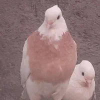 کبوتر طوق زرد گمشده هزاردر