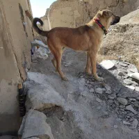 توله سگ کانگال