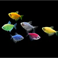 انواع ماهی های آکواریومی