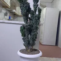 تعدادی گل وگیاه آپارتمانی بسیار زیبا|گل و گیاه طبیعی|شهریار, کهنز|دیوار