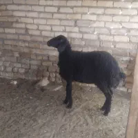 بره سبک وزن