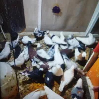 کفتر فروشی تعداد زیاد همه جوجه هستن|پرنده|پرند, فاز ۶|دیوار