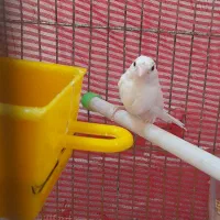 فنچ سرحال و مست نر