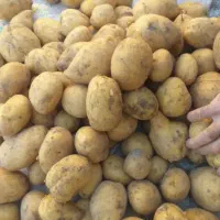 سیب زمینی درجه یک اورگانیک