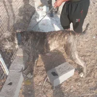 سگ ماده گله
