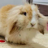 خرگوش لپو 4ماهه بسیار خوشگل و بامزه
